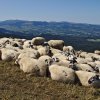 Les moutons au Puy de Dôme
